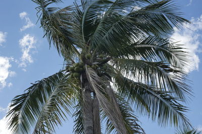 Low angle view of palm tree against sky