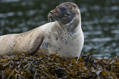 Close-up of a turtle in sea