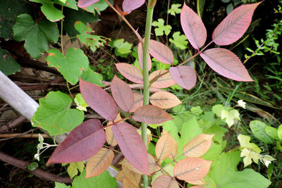 High angle view of flowering plant on land