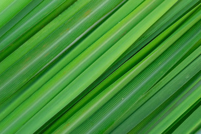 Full frame shot of palm tree leaves