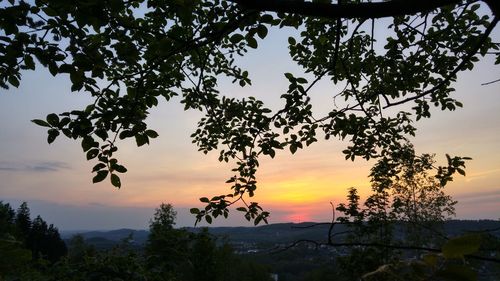 Trees at sunset