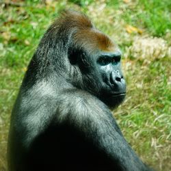 Close-up of a monkey looking away