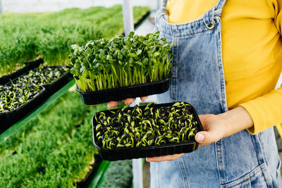 Woman holding box with microgreen, small business indoor vertical farm. close-up of healthy