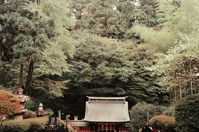 High angle view of trees in forest