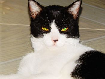 Close-up portrait of a cat