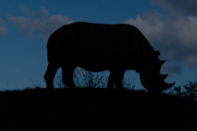 Silhouette of horse on field against sky