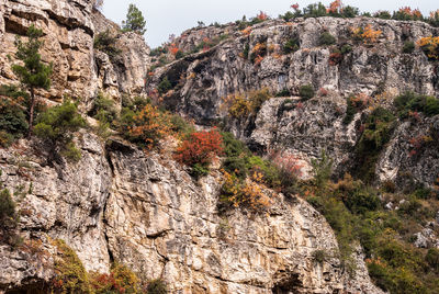 Low angle view of trees against sky