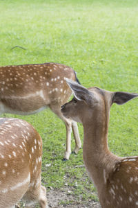 Close-up of deer on field