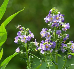 Close-up of insect on purple flowering plant