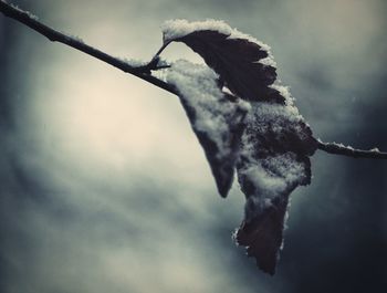 Close-up of snow on twig against sky