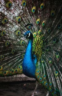 Close-up of peacock