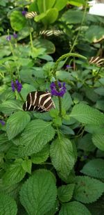Close-up of butterfly pollinating on purple flower