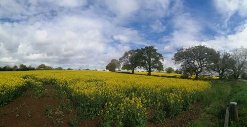 Scenic view of oilseed rape field against sky