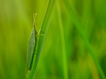 Close-up of insect on grass