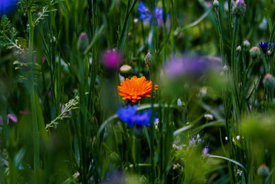 Summer flowers