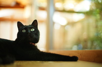 Close-up portrait of a cat