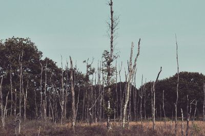 Trees in forest against sky
