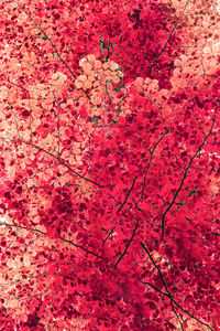 Full frame shot of dry leaves