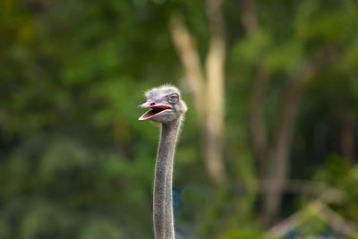 Close-up of bird with mouth open outdoors