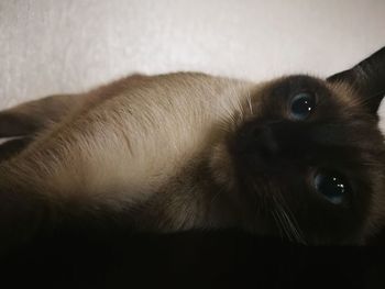 Close-up portrait of a dog