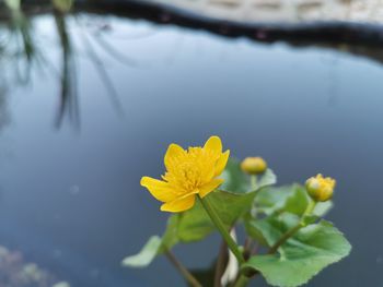 Close-up of yellow flowering plant