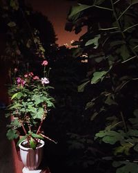 Close-up of potted plant