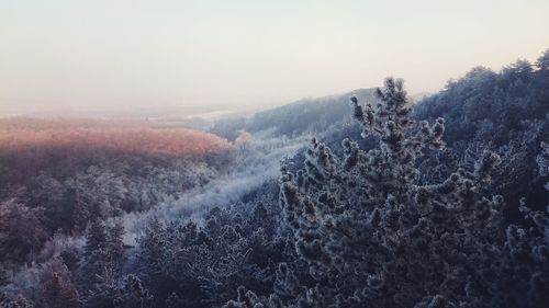 Scenic view of forest against sky during winter