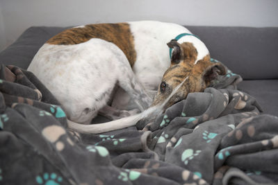 A brindle and white patched pet adopted greyhound curls up into a warm dog blanket