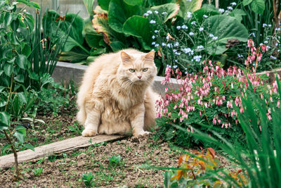 Portrait of cat sitting by flower plants