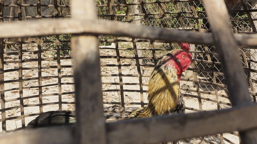 View of a bird in cage