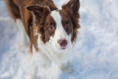 Close-up portrait of dog