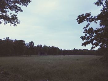 Scenic view of grassy field against sky