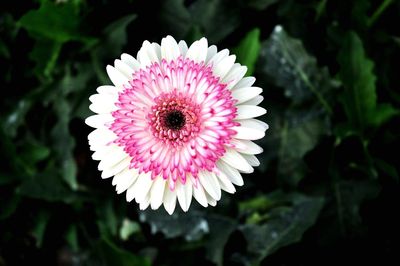 Close-up of pink flower