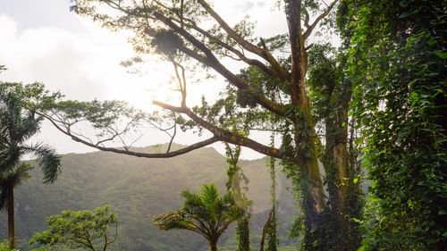 Trees in forest against sky