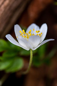 Flower in nature