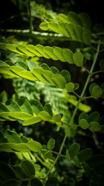 High angle view of plant leaves