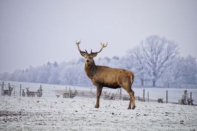 Deer on snow covered land