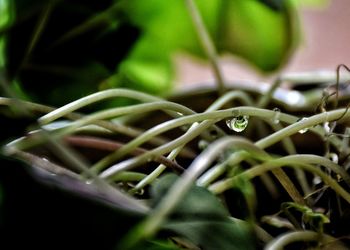 Close-up of fresh green plant