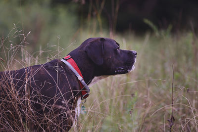 Black dog in the wilderness 