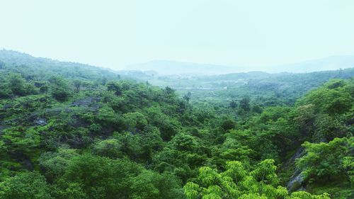 Scenic view of forest against clear sky