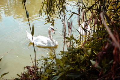 Swan floating on lake