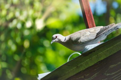 Low angle view of bird perching on tree