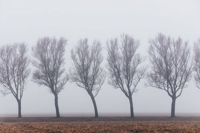 Bare tree on field