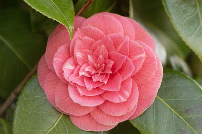 Close-up of pink rose flower