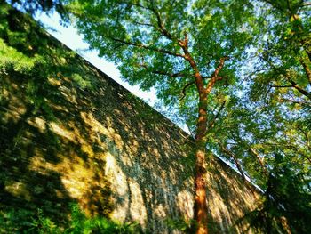 Low angle view of trees against sky