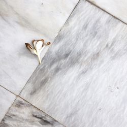 High angle view of white flowering plant on floor