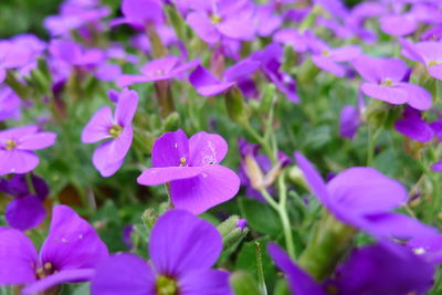 Close-up of pink flowering plants