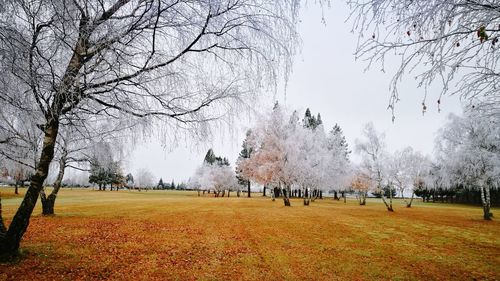 Bare trees on field in park during autumn