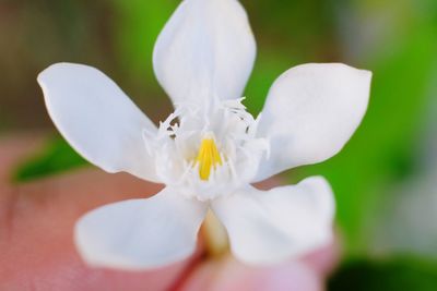 Close-up of white flowering plant