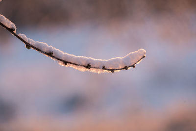 Close-up of frozen plant